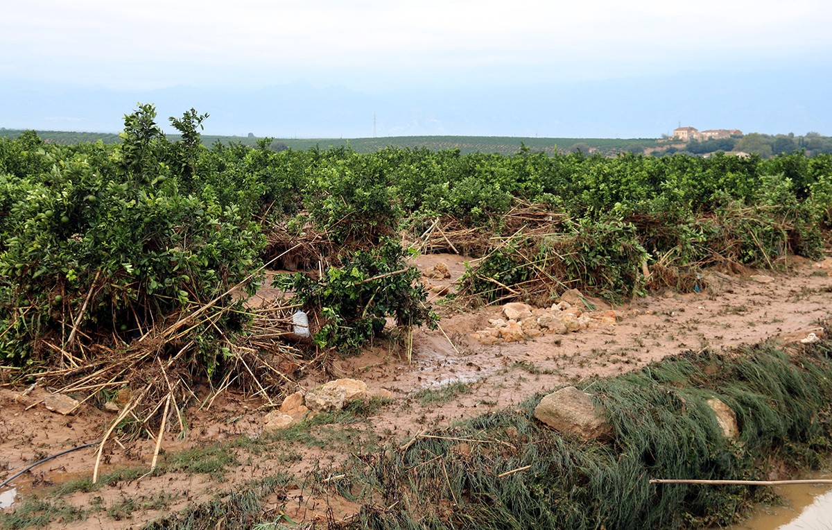Camp de cítrics a la zona de Mianes, a Tortosa, ple de fang i canyes.