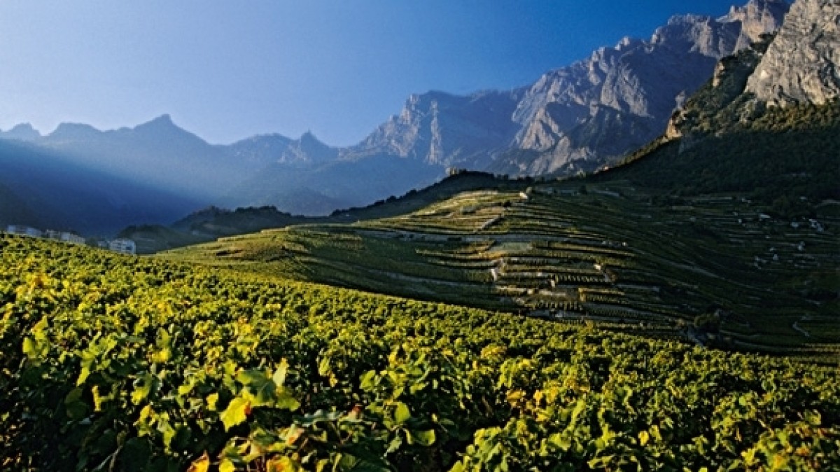 Les vinyes del cantó suís de Valais