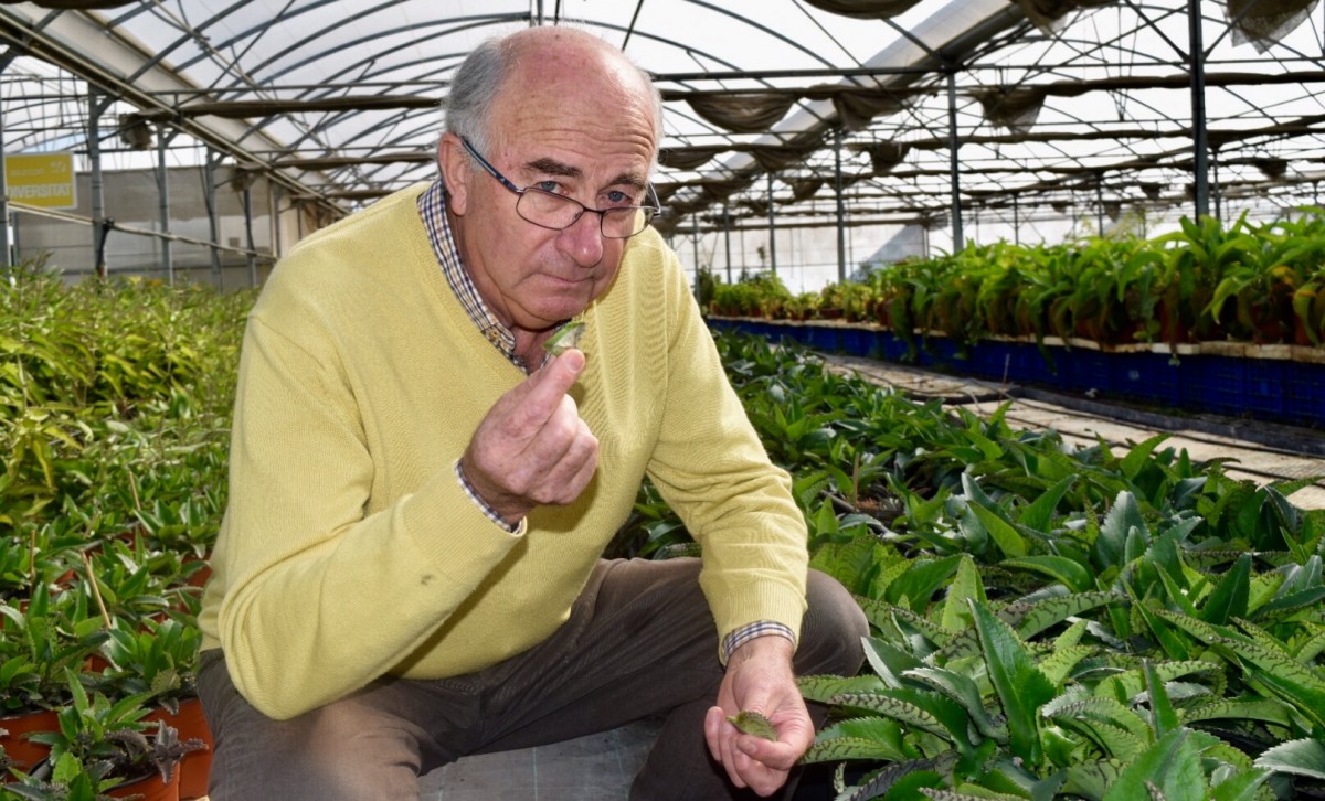Josep Pàmies amb una planta que diu que cura el càncer