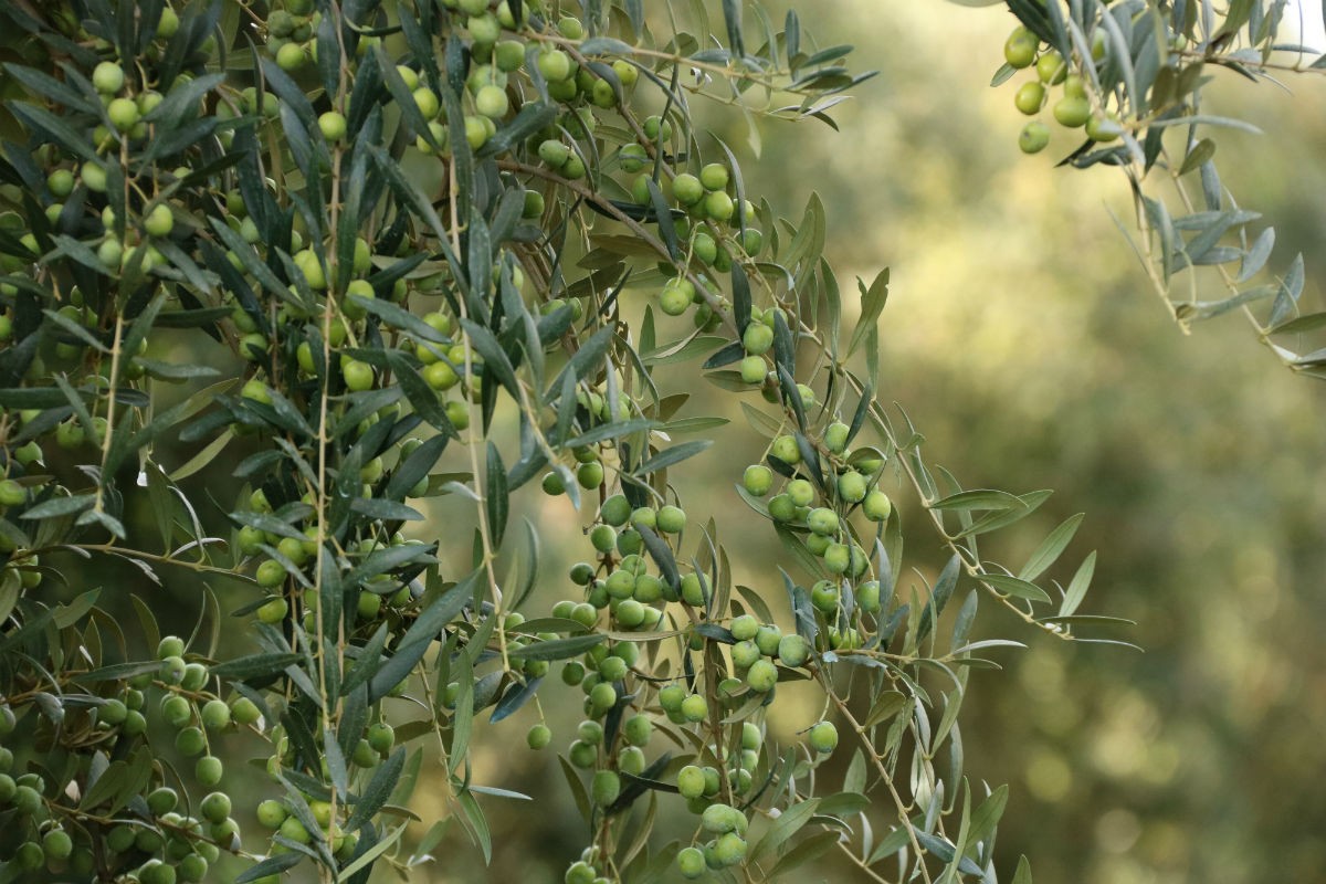 Una branca carregada d'olives.