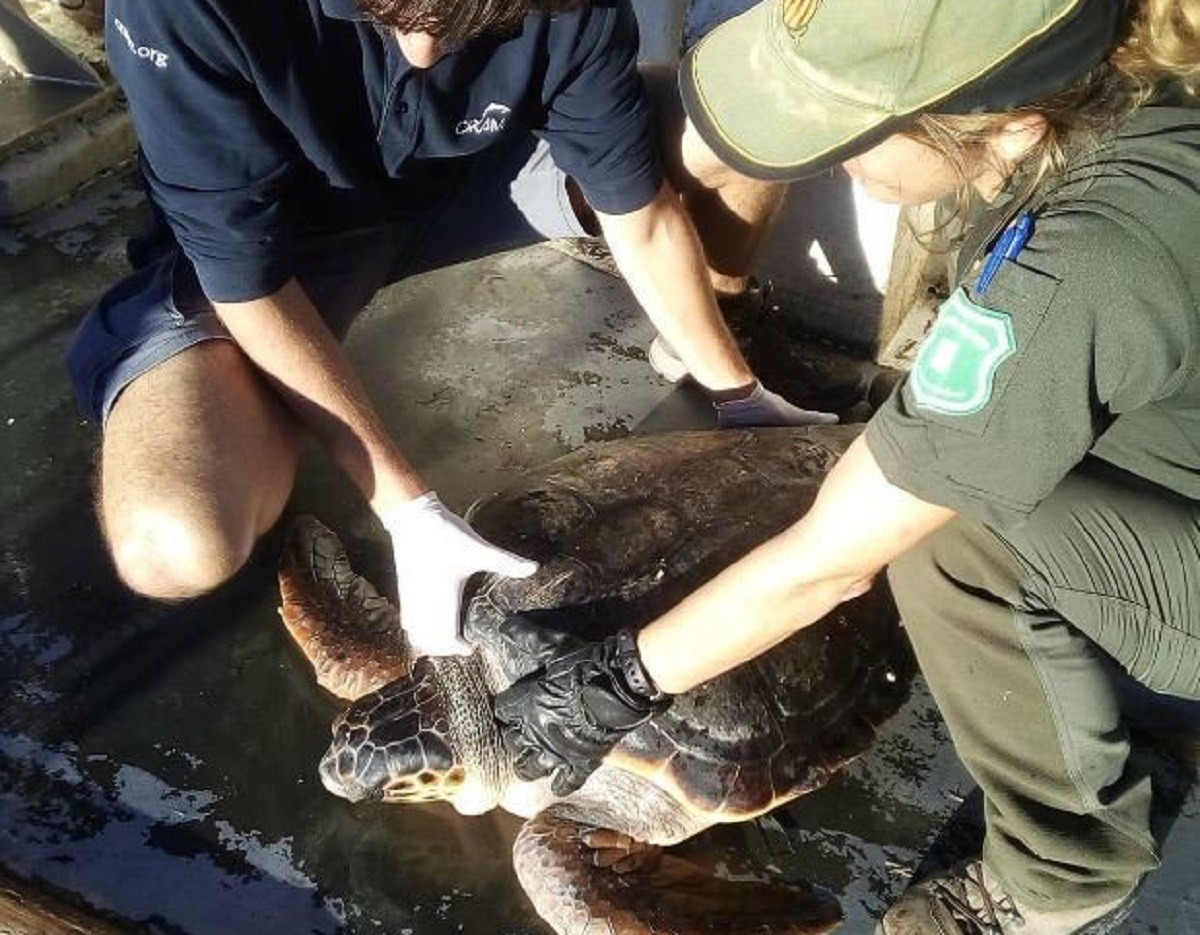 Agents Rurals i els membres de la Fundació CRAM durant el rescat d'una de les tortugues babaues.