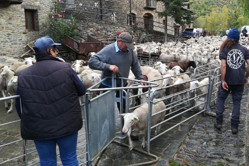 Els pastors han baixat prop de 5.600 ovelles de 36 ramaders
