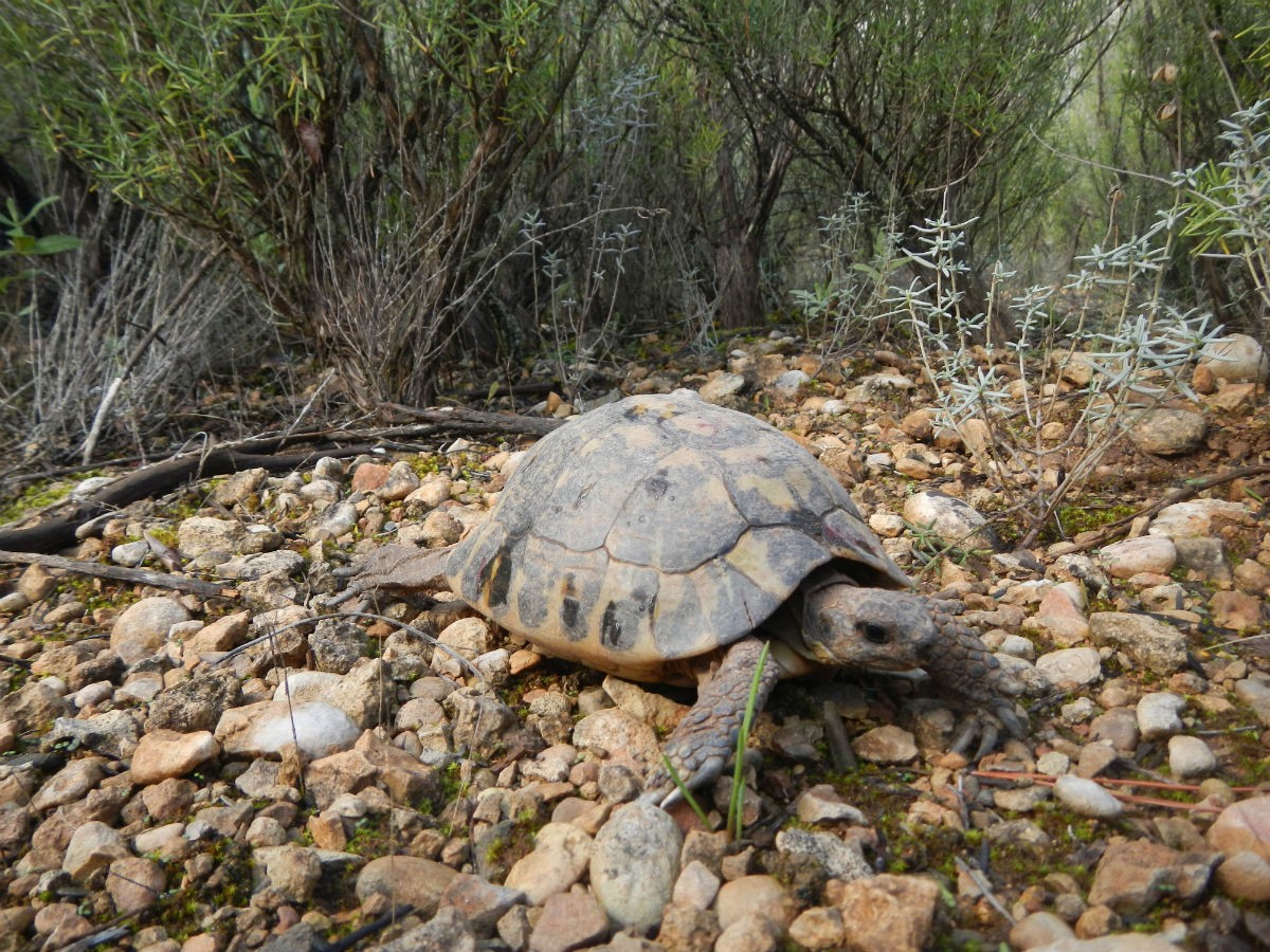 Una tortuga alliberada al Parc Natural del Montsant 