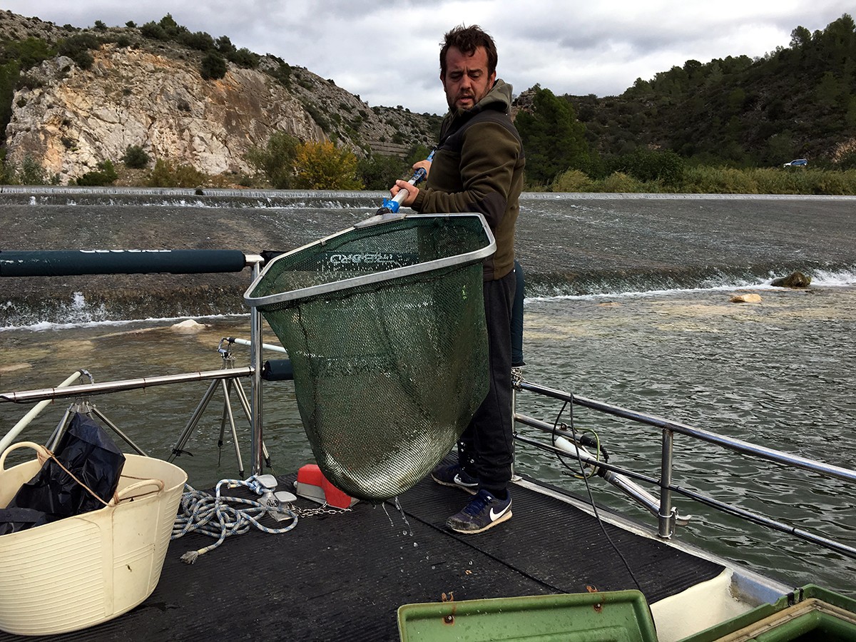 Un tècnic de l'IRTA amb un peix acabat de pescar a la xarxa des de la barca on els capturen per posar-los les etiquetes acústiques.