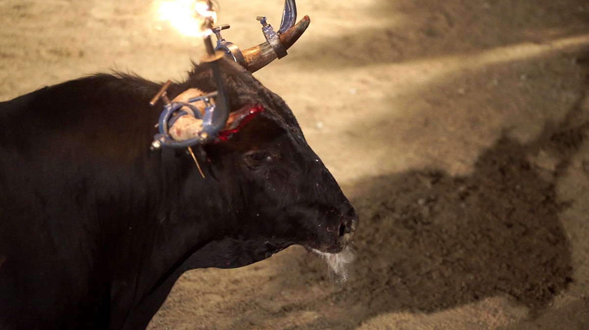 Banya d'un bou embolat cremant-se a Mas de Barberans.