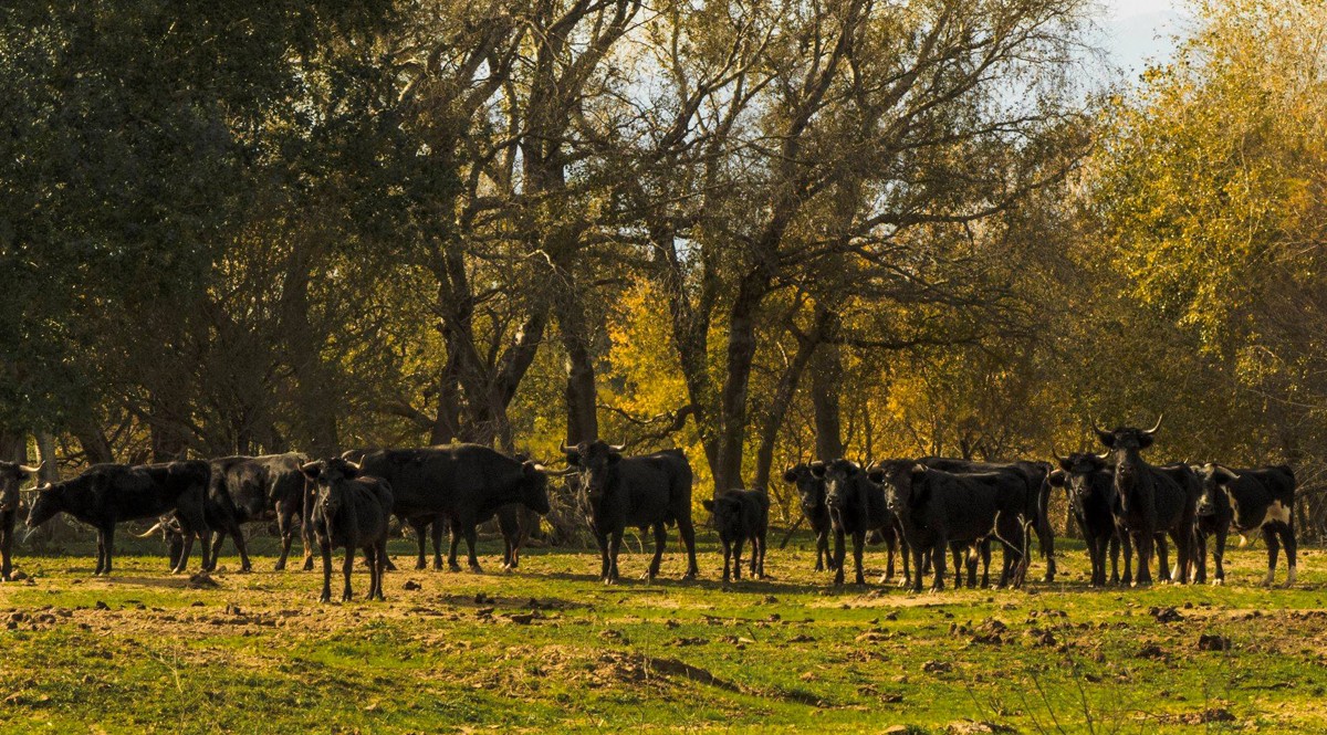 El ramat de bous i vaques de l'illa de Vinallop en una foto recent.