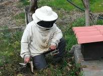 Vés a: Les abelles mel·líferes s'adapten a alguns pesticides contra els àcars
