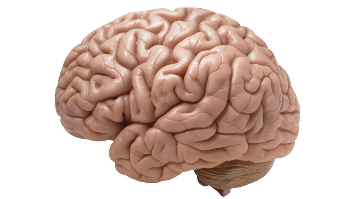 Com funciona el cervell dels humans?