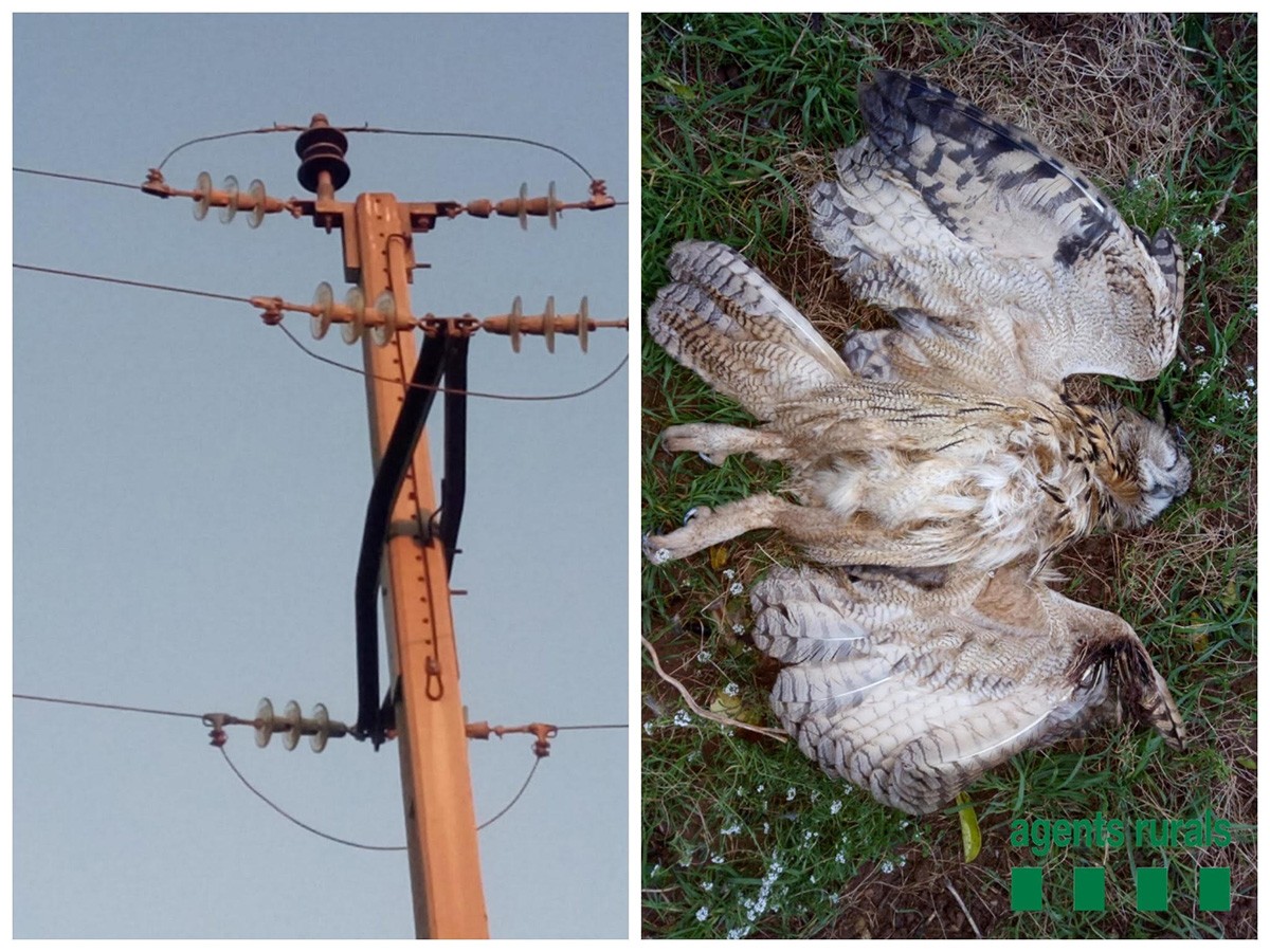 Els agents instal·len fundes aïllants a les torres elèctriques que suposen un perill per a la fauna.