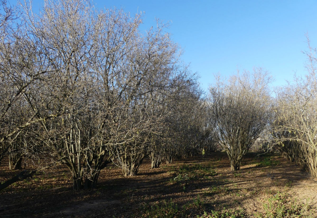 Un camp d'avellaners del Morell, al Tarragonès.