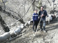 Vés a: Les ovelles recorren per tercer any el camí ramader de Lluçanès