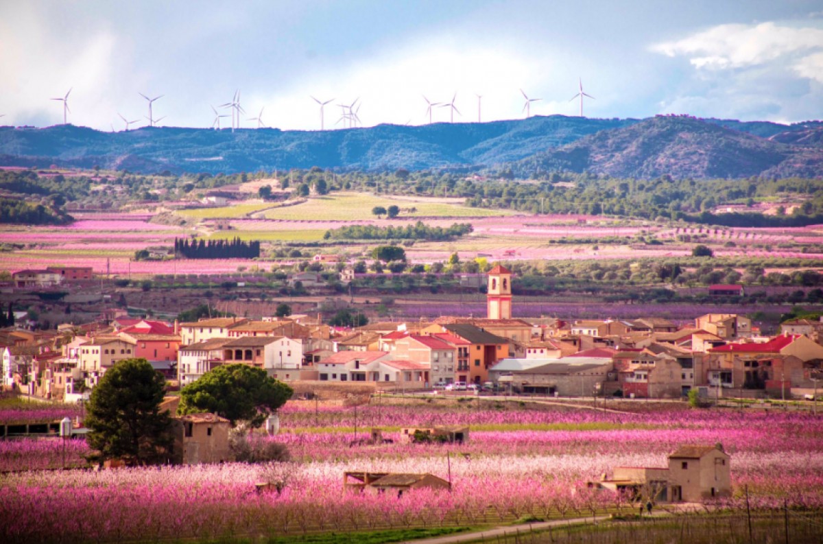 Durant la primavera el paisatge de la Ribera d'Ebre es tenyeix de rosa amb les flors dels arbres fruiters.