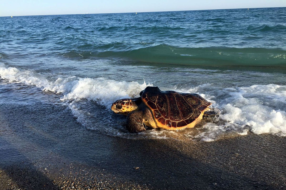 Un exemplar de tortuga marina recuperada i retornada al seu medi natural, en una imatge d'arxiu.