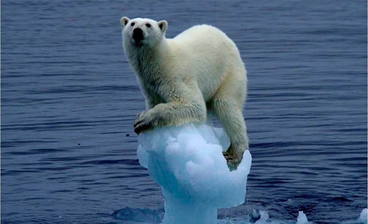 Un os polar sobre un tros de gel