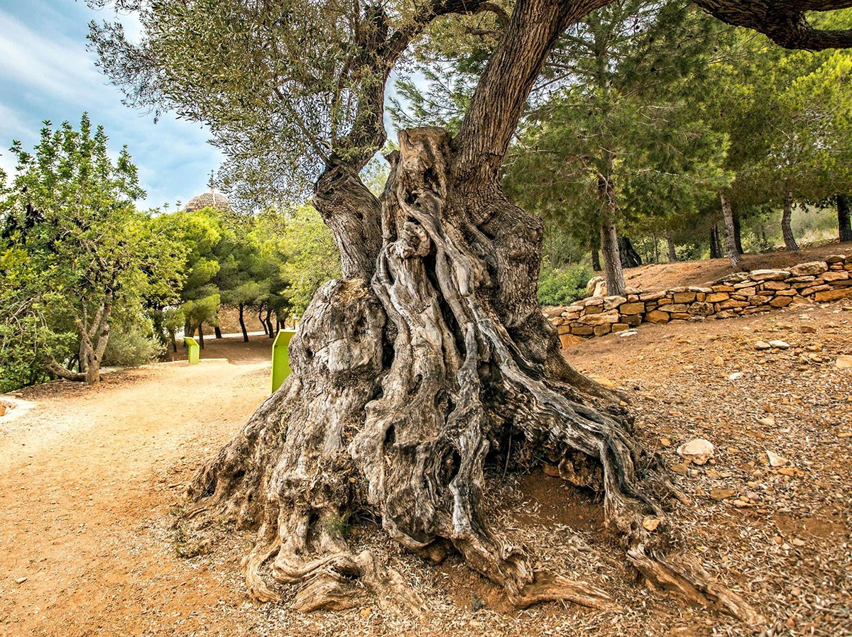 Una de les oliveres monumentals de l'ermita del Remei 