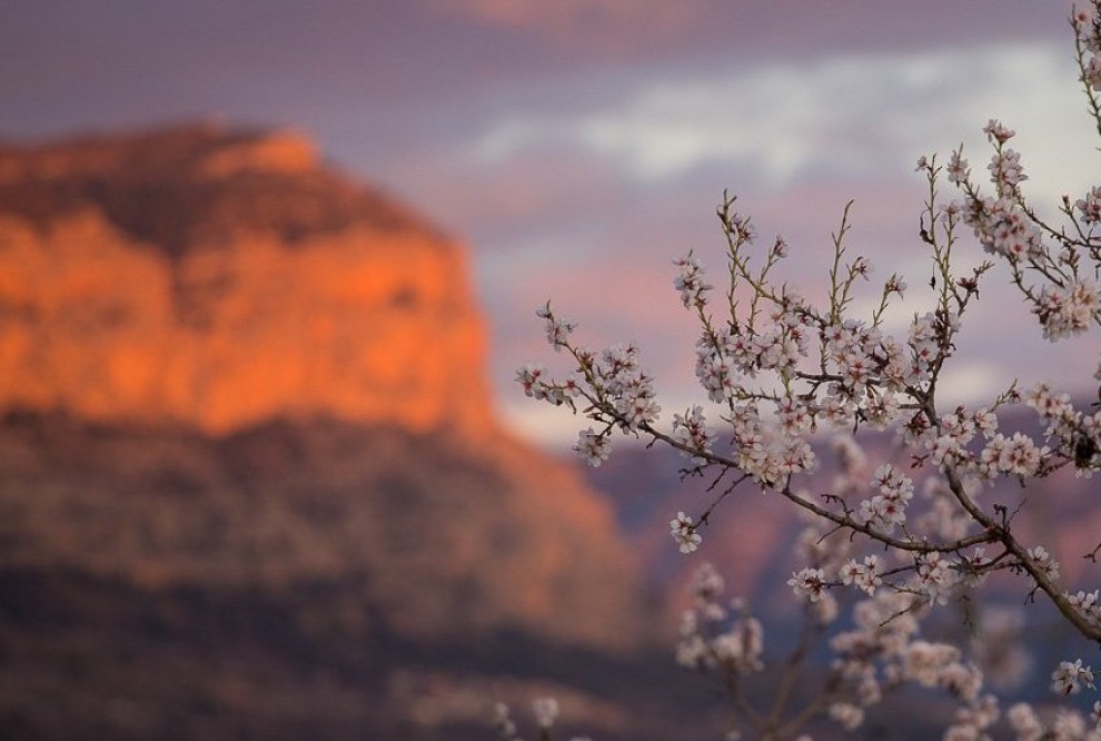 Un ametller florit al Pallars Jussà indica l’arribada de la primavera