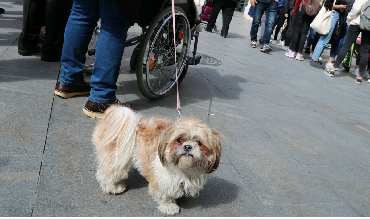 Un gos a la plaça del Mercadal de Reus. 