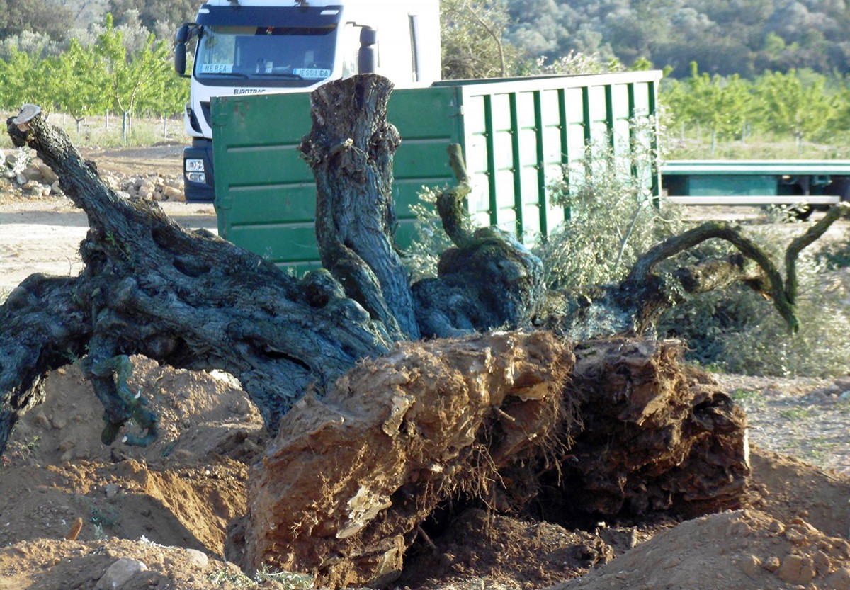 Imatge de la recent arrancada d'oliveres monumentals a Godall.
