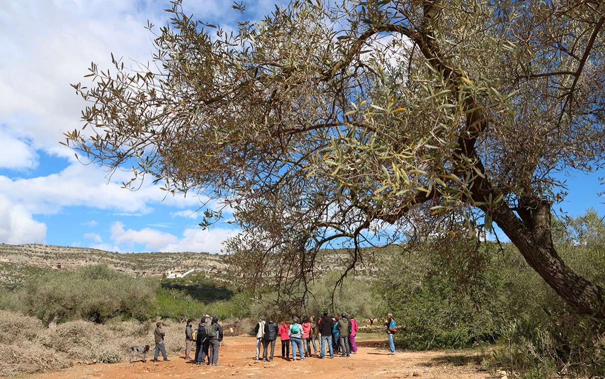 Les d'una olivera monumental en primer pla i al fons els participants en la ruta organitzada en el marc de les activitats reivindicatives organitzades pels ecologistes a Ulldecona.