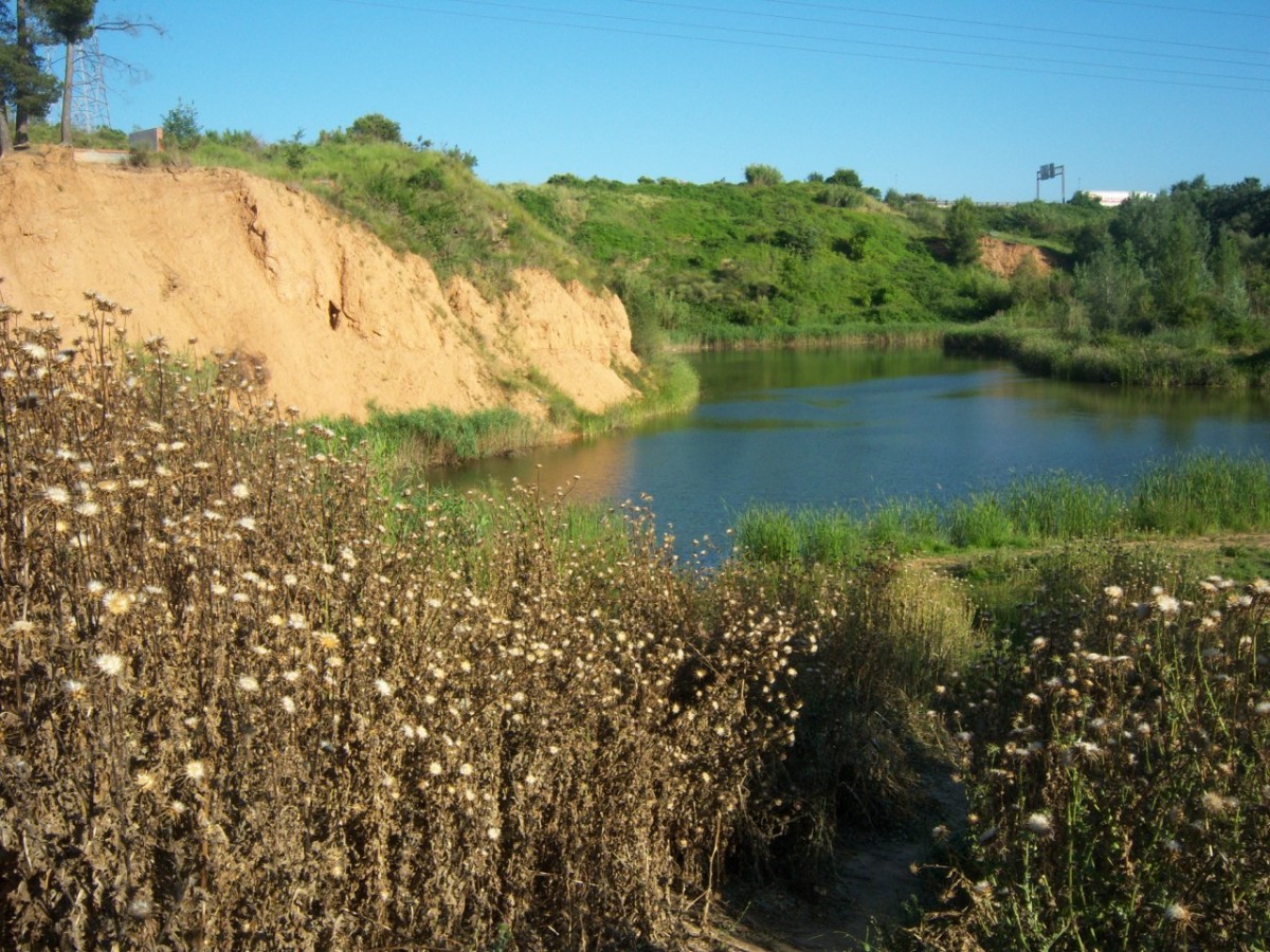La bassa dels Alous a Rubí