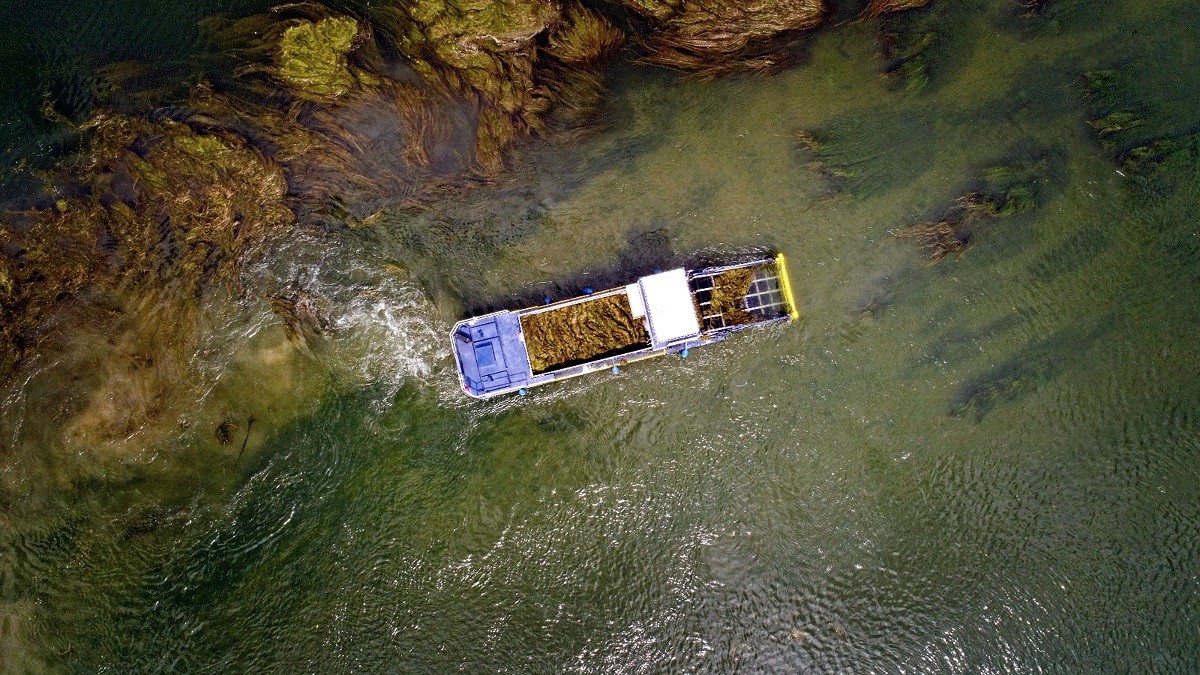Imatge aèria de l'embarcació que recull algues al riu Ebre.