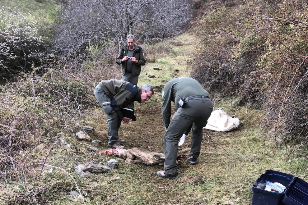 Els Agents Rurals inspeccionant l’animal mort