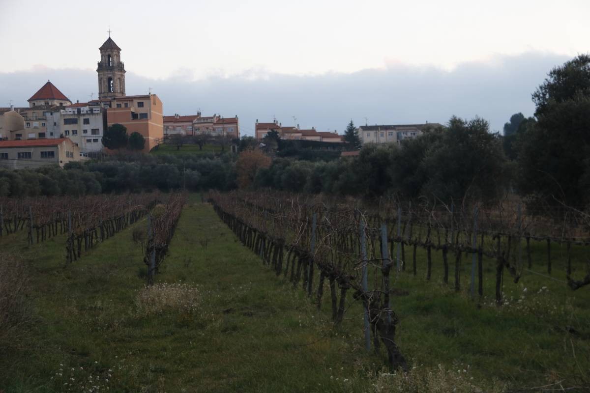 Unes vinyes als peus del Falset, capital del Priorat.