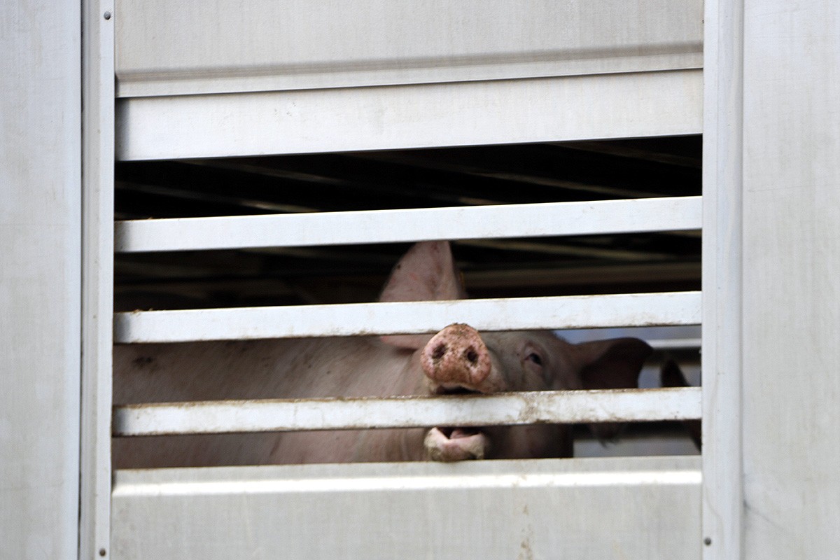Un porc en un camió estacionat en un escorxador