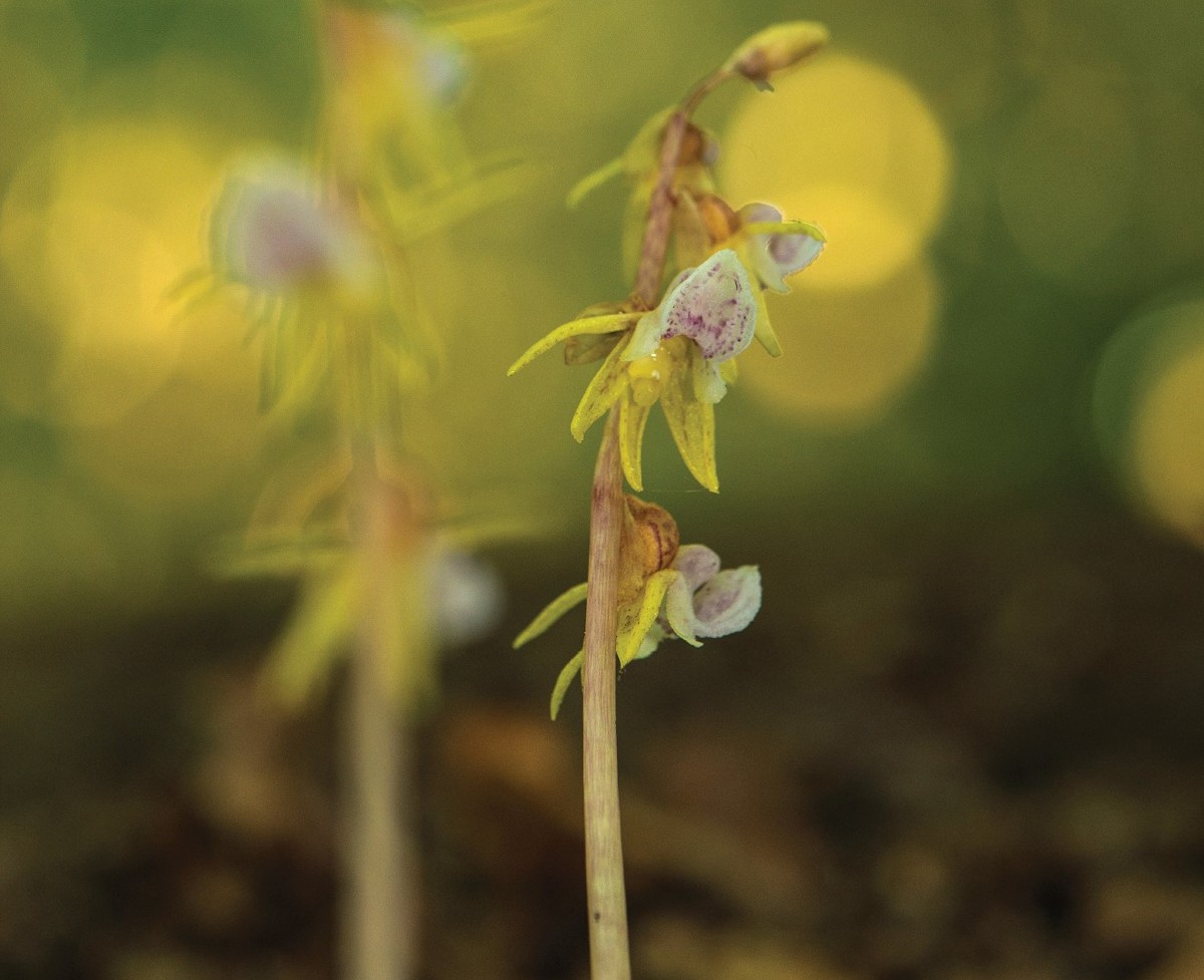 Orquídia Fantasma del Montseny