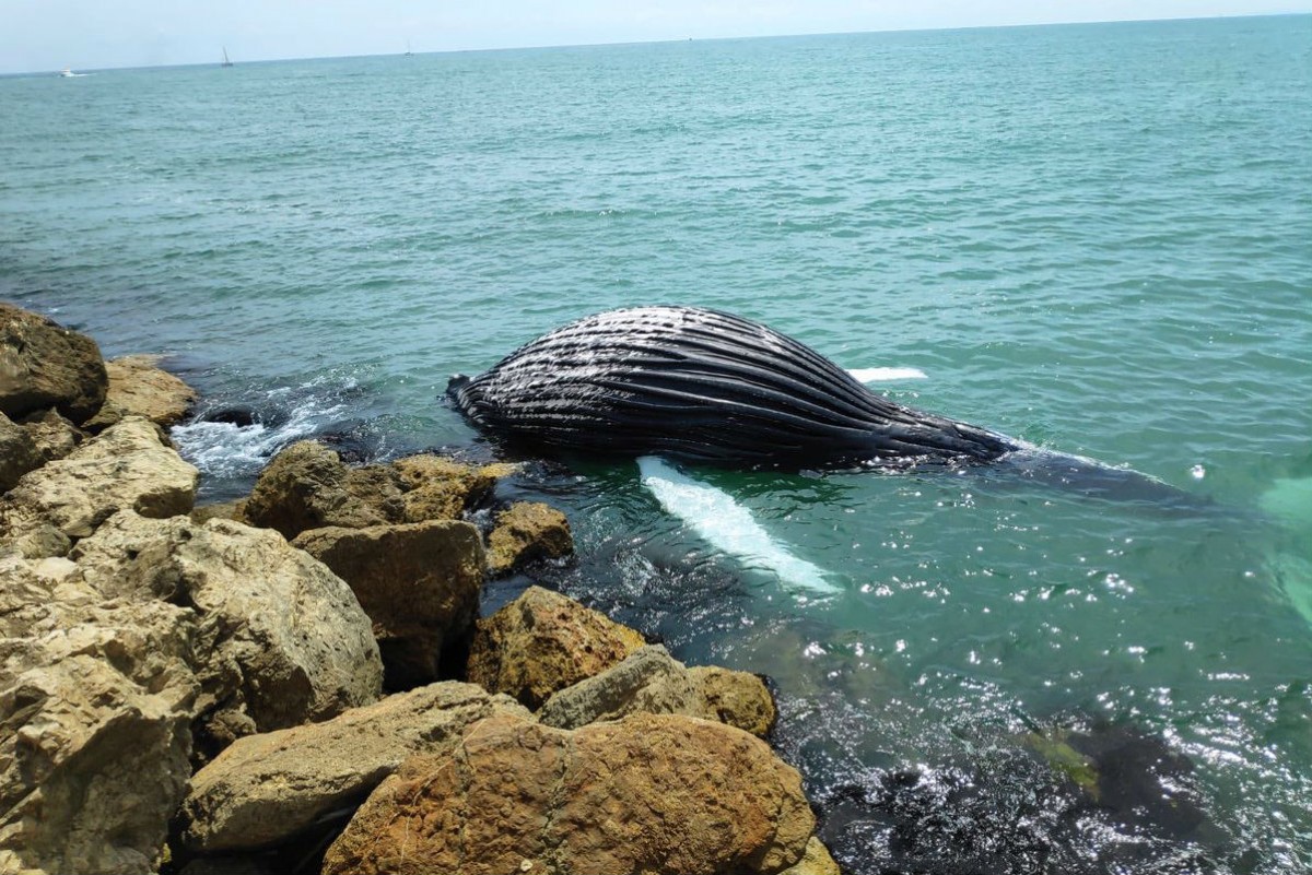 La cria de balena encallada al port de Gandia, al País Valencià.
