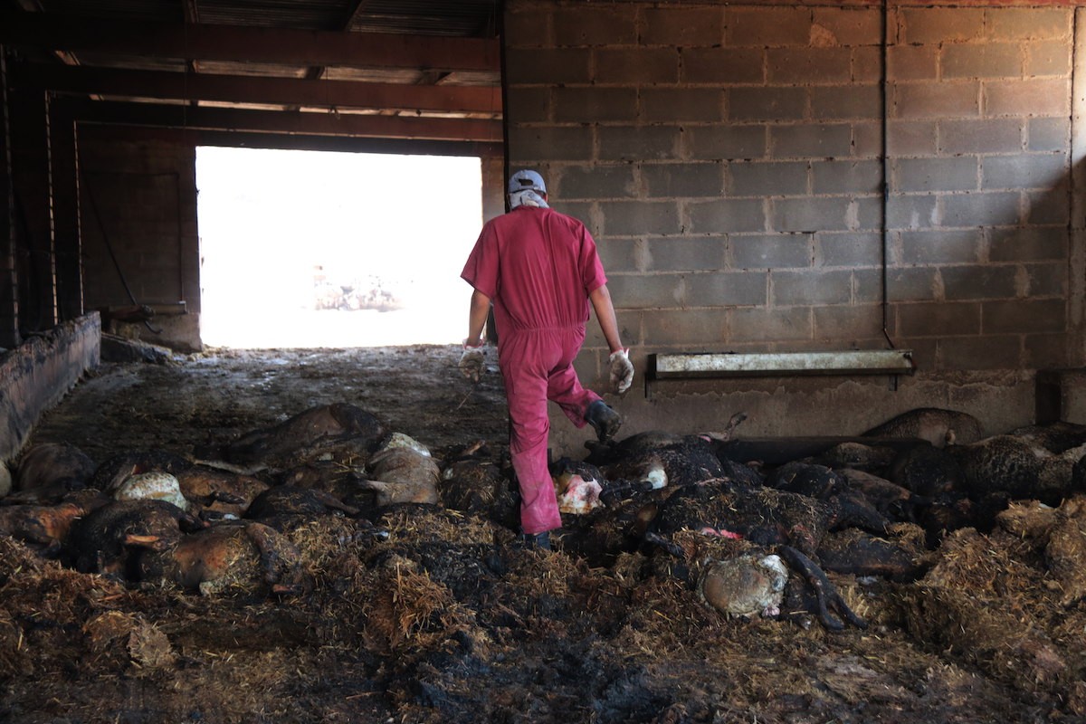 Un home i animals morts en l'interior de la granja més afectada per l'incendi de la Ribera d'Ebre