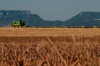 Vés a: L'excessiva fertilització de conreus de blat amb nitrogen pot explicar l’alta prevalença de la malaltia de celiaquia al món 