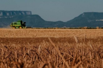 Vés a: L'excessiva fertilització de conreus de blat amb nitrogen pot explicar l’alta prevalença de la malaltia de celiaquia al món 