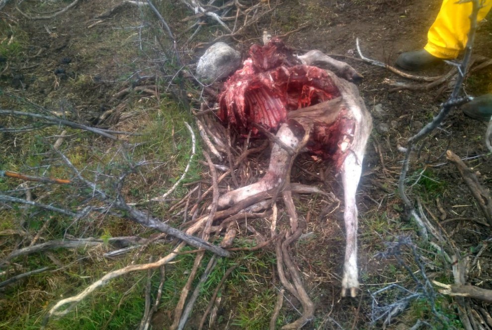 Imatge de les restes de l’ovella morta a Alós