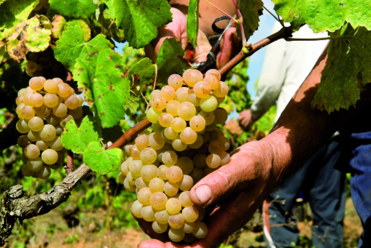 Els viticultors han convocat vaga el 5 de setembre.