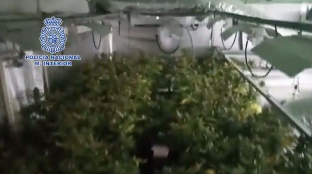 Els agents de la Policia Nacional ha intervingut unes 3.000 plantes de marihuana