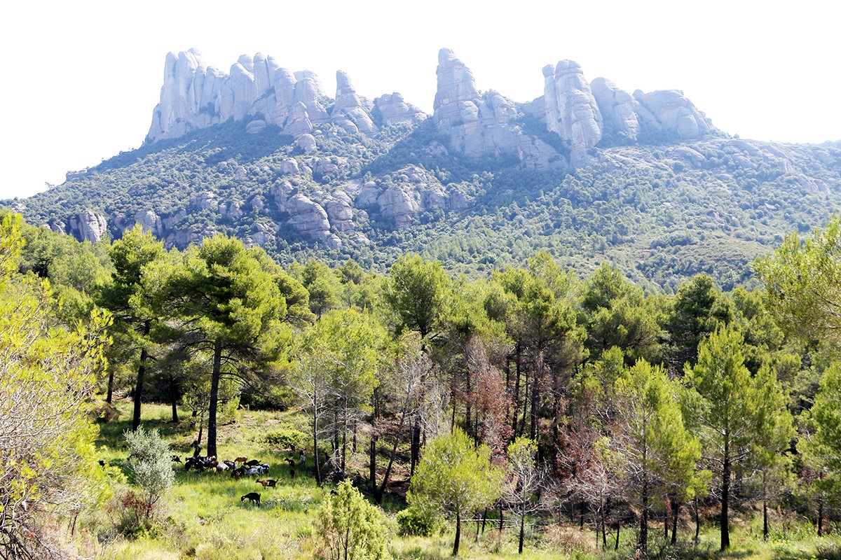 Montserrat amb un ramat als peus de la muntanya