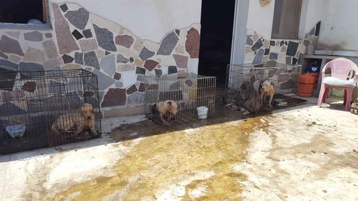 Alguns dels gossos salvats dins de les gàbies on malvivien