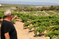 Vés a: L’onada de calor provoca greus pèrdues en les vinyes del Priorat, el Montsant i la Terra Alta