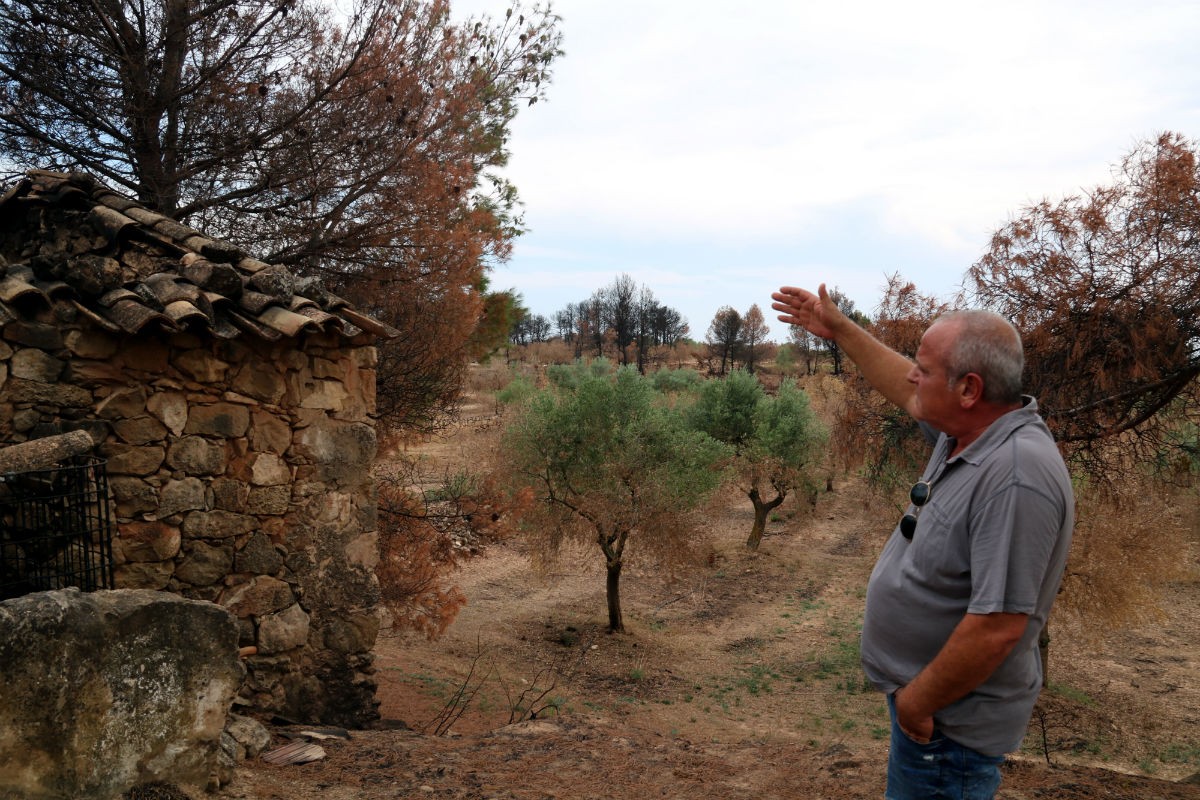 El pagès Enric Prunera assenyalant els pocs exemplars d'olivera que s'han salvat al seu camp.