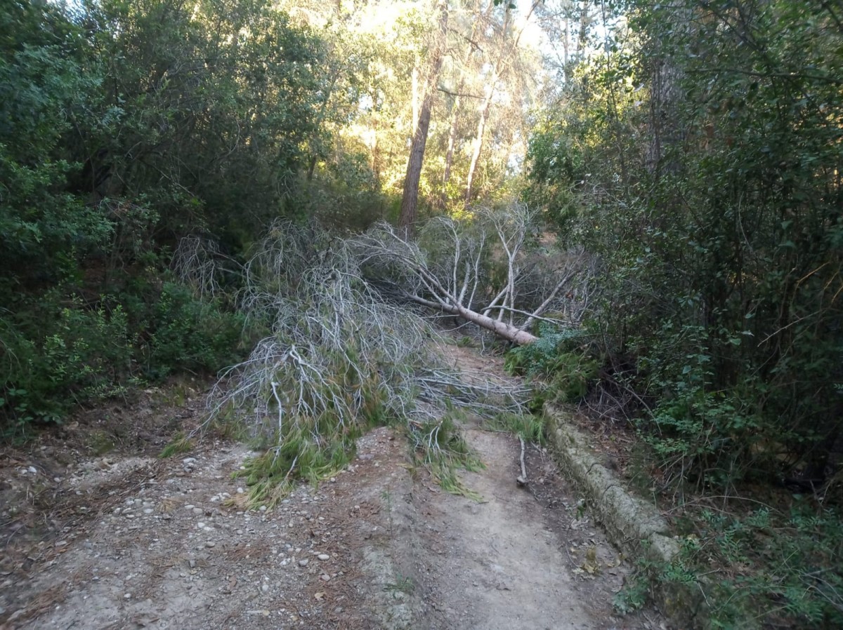 Un arbre caigut al camí que va de la Masia de Can Roig al camí principal