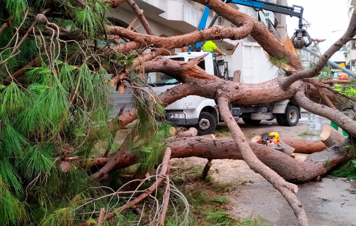 El temporal ha provocat la caiguda de nombrosos arbres a Vilanova i la Geltrú