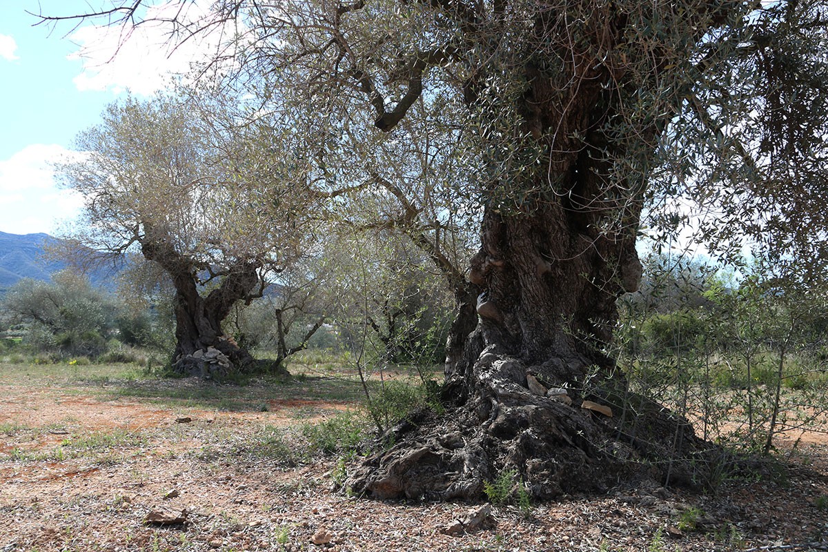 Una olivera monumental, a Ulldecona