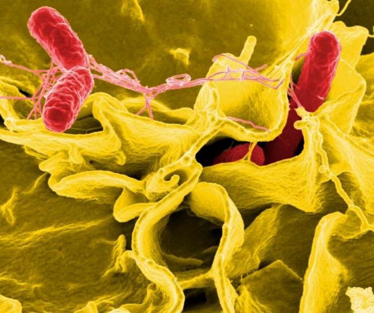 El bacteri salmonel·la