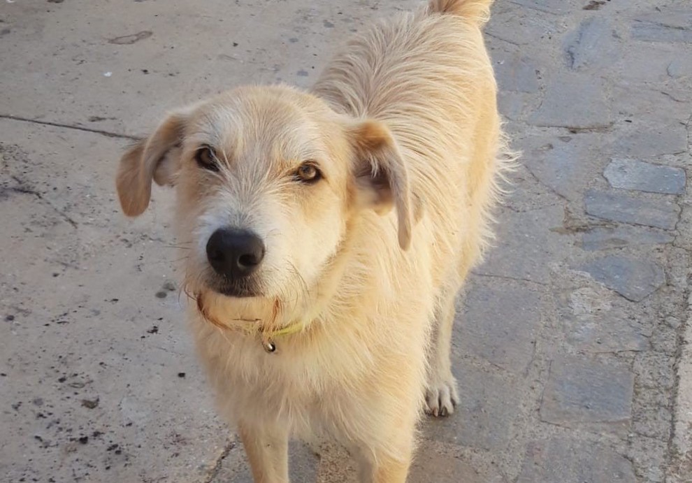 Imatge del gos abandonat a Gavet de la Conca