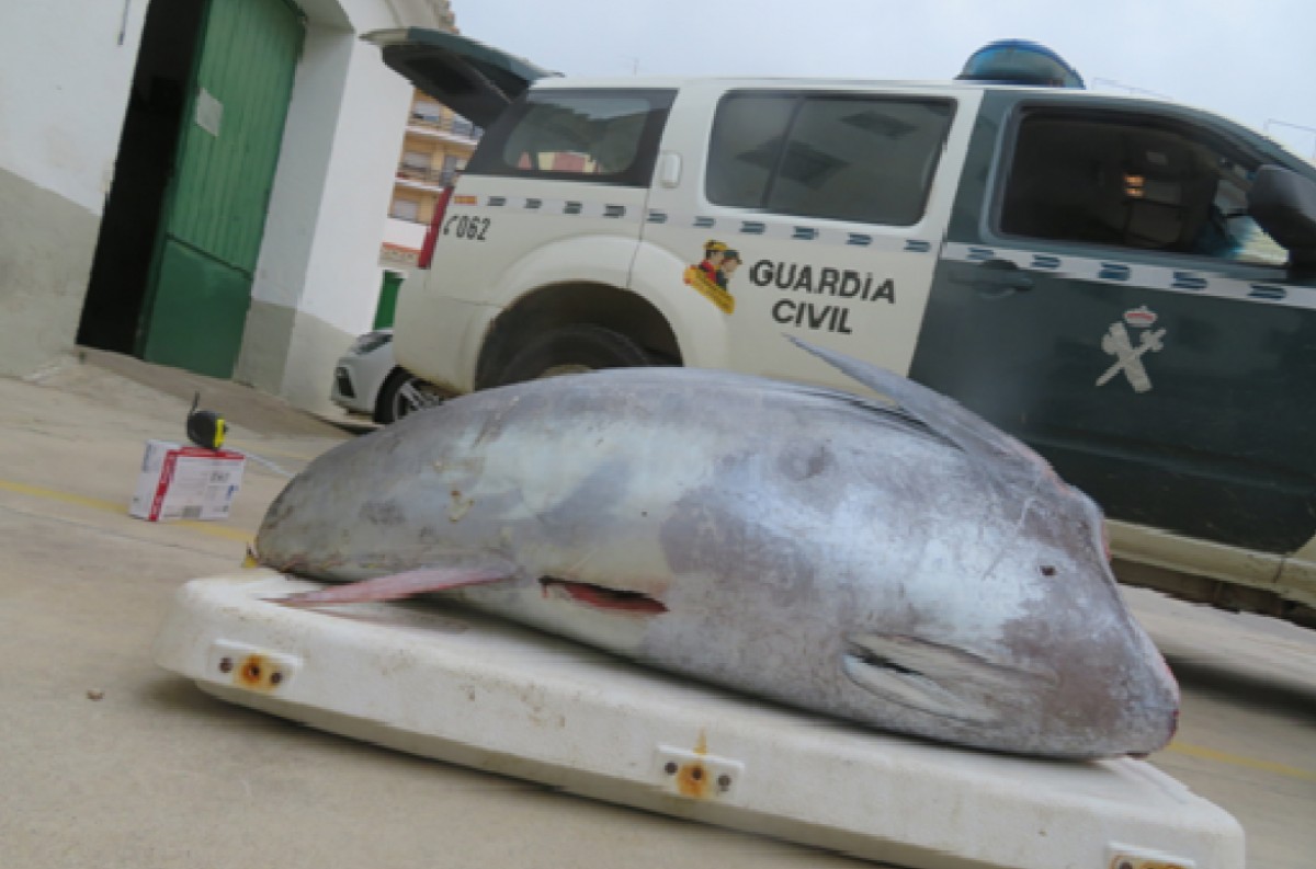 Exemplar de tonyina interceptada a Riumar (Deltebre)