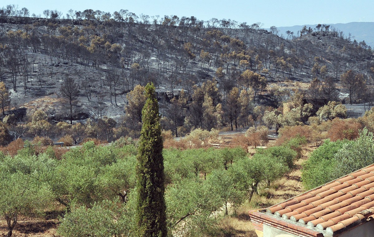 Els efectes de l'incendi que va afectar la Ribera d'Ebre.