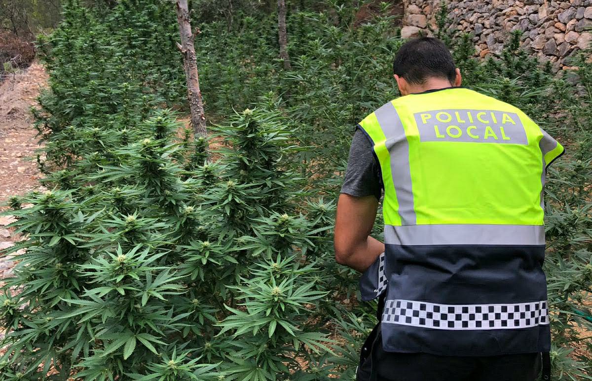 Un agent de la Policia Local de Tortosa inspeccionant la plantació de marihuana localitzada en una finca agrícola.