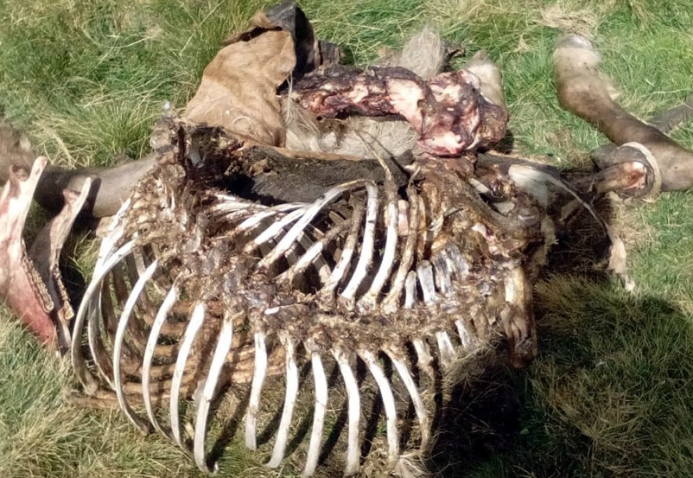 Primer pla de les restes de l'euga morta per un atac de l'os Cachou