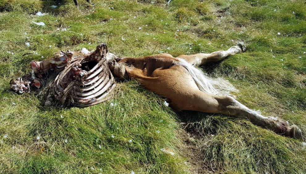 Imatge de les restes d'una euga morts després del darrer atac de Cachou